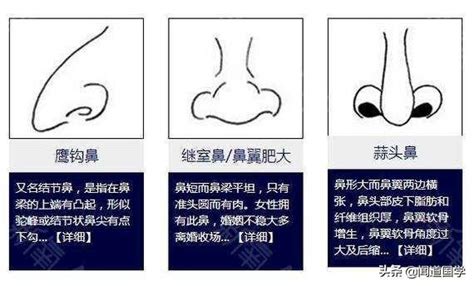 鼻子面相学|14种鼻型图解 最全鼻子看相解读命运